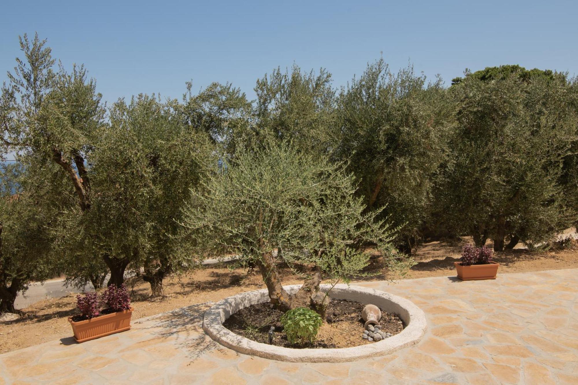 Cossoro Villas Zakynthos Xirokastellon Phòng bức ảnh